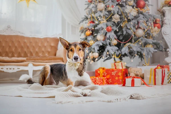 Cães Fundo Natal Presentes Ano Novo Árvore Natal Férias Inverno — Fotografia de Stock