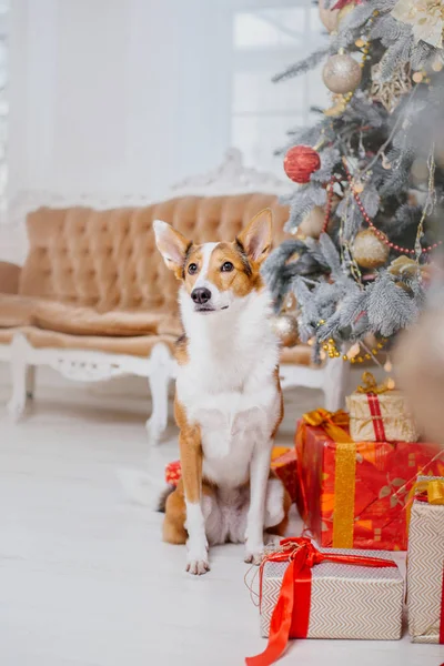 圣诞节背景上的狗 新年礼物 圣诞树 — 图库照片