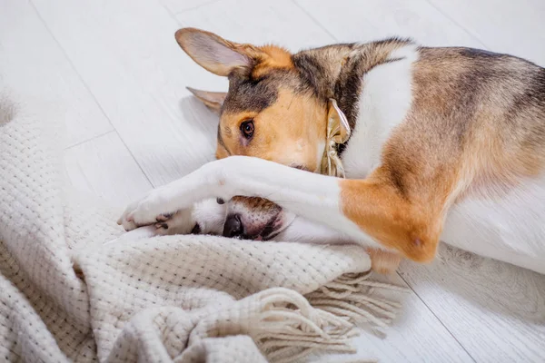 Anjing Dengan Latar Belakang Natal Hadiah Tahun Baru Pohon Natal — Stok Foto