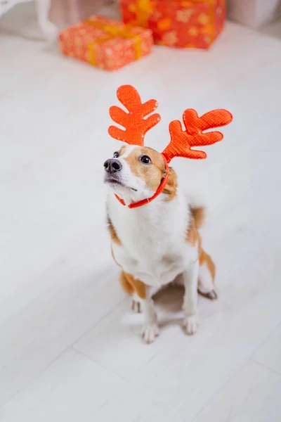 크리스마스 배경에 강아지입니다 선물입니다 크리스마스 트리입니다 — 스톡 사진
