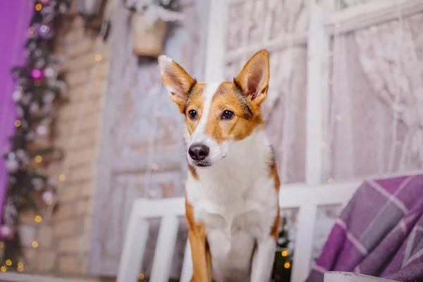 Cães Fundo Natal Presentes Ano Novo Árvore Natal Férias Inverno — Fotografia de Stock