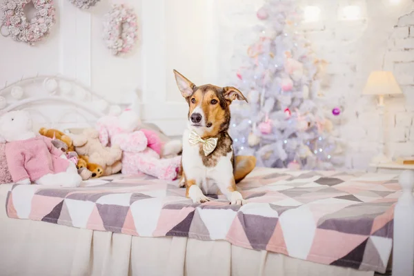 Cães Fundo Natal Presentes Ano Novo Árvore Natal Férias Inverno — Fotografia de Stock