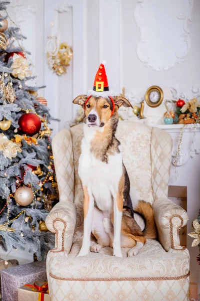 Psi Vánoční Pozadí Novoroční Dárky Vánoční Strom Zimní Prázdniny — Stock fotografie