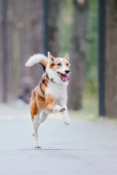 Mischlingshund Freien — Stockfoto