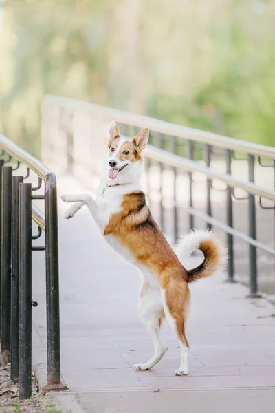 Mezcla Raza Perro Aire Libre — Foto de Stock