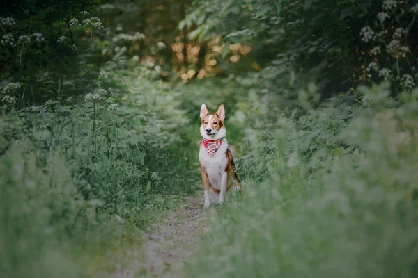 Mezcla Raza Perro Aire Libre — Foto de Stock