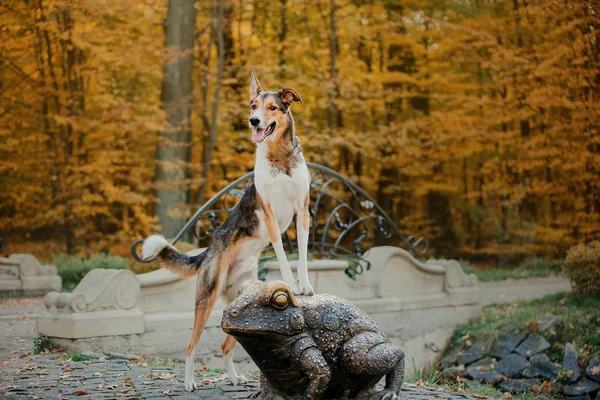 Hund Beim Gassigehen Herbstpark Herbstlaub — Stockfoto