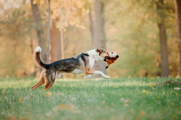 Hund Promenad Hösten Park Höstlöv — Stockfoto