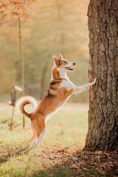 Perro Paseando Autumn Park Hojas Otoño — Foto de Stock