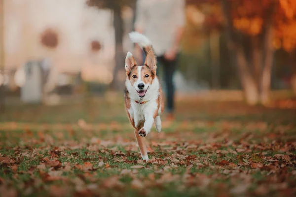 Köpeği Yürüyüşe Sonbahar Park Sonbahar Yaprakları — Stok fotoğraf