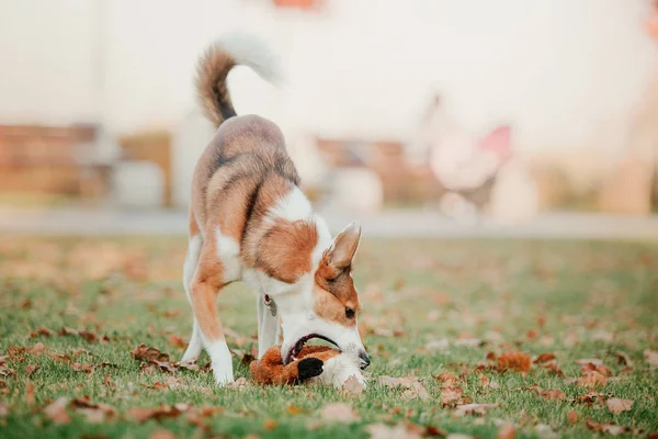 Perro Paseando Autumn Park Hojas Otoño — Foto de Stock