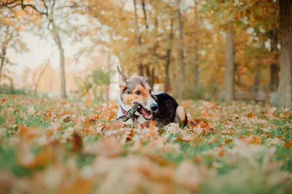 Собака Гуляет Отом Парк Осенние Листья — стоковое фото