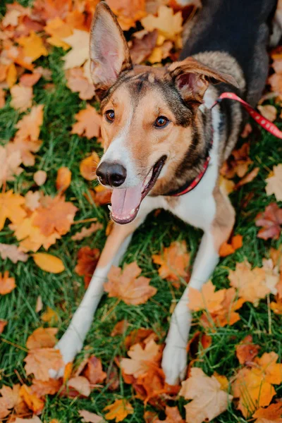 Cão Passear Parque Outono Folhas Outono — Fotografia de Stock