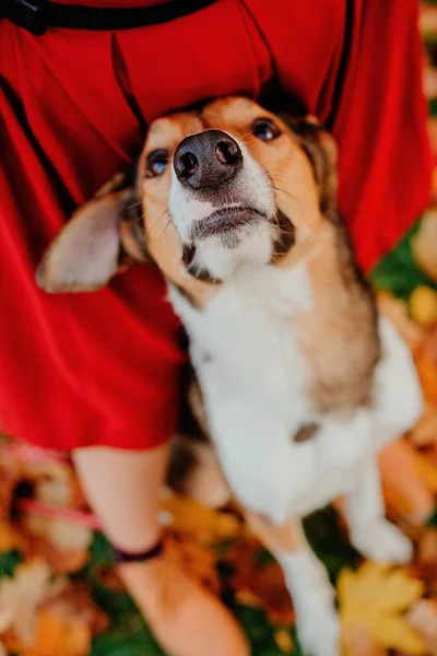 Dog Walk Autumn Park Autumn Leaves — Stock Photo, Image