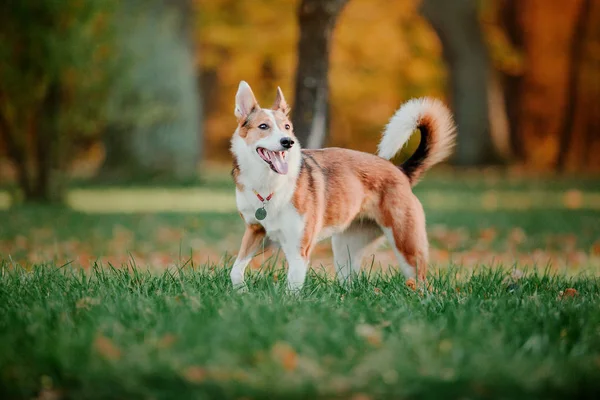 Cão Passear Parque Outono Folhas Outono — Fotografia de Stock