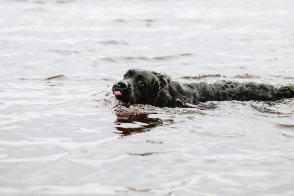 Black Labrador dog swimming 