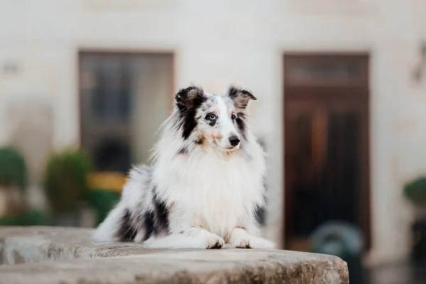 Perrito Ciudad Viaja Con Mascota Perro Pastor Shetland Perro Fondo —  Fotos de Stock