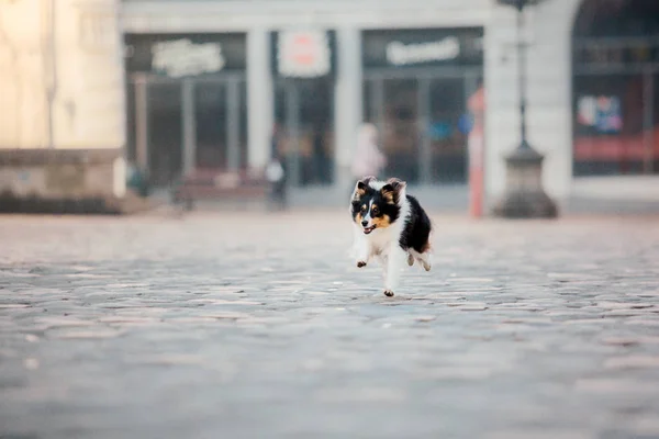 Little Dog City Travel Your Pet Shetland Sheepdog Dog Background — Stock Photo, Image