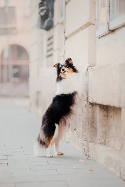 Μικρό Σκυλί Στην Πόλη Ταξιδέψτε Κατοικίδιό Σας Τσοπανόσκυλο Shetland Σκύλος — Φωτογραφία Αρχείου