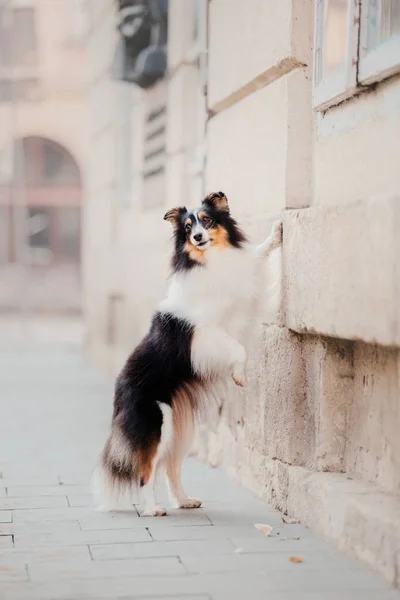 Little Dog City Travel Your Pet Shetland Sheepdog Dog Background — Stock Photo, Image