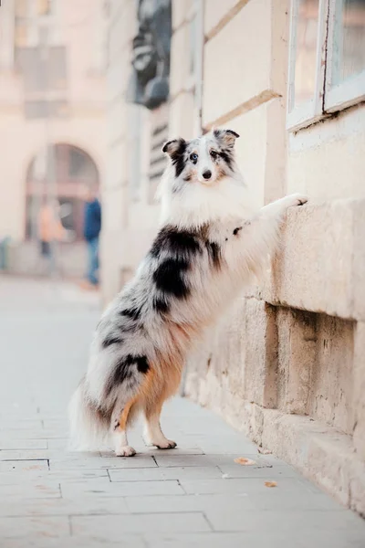 城里的小狗 带着你的宠物旅行 设得兰牧羊犬 在建筑的背景下的狗 老城区 — 图库照片