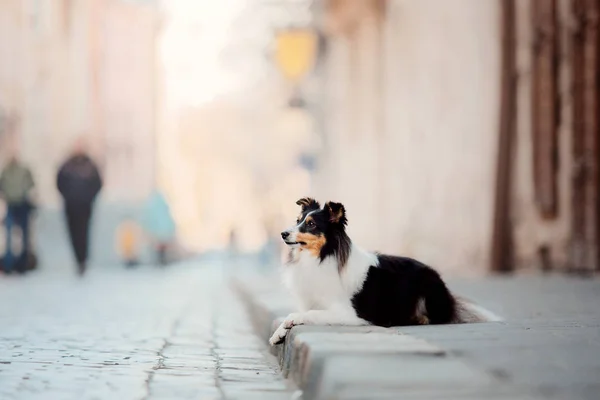 Perrito Ciudad Viaja Con Mascota Perro Pastor Shetland Perro Fondo — Foto de Stock