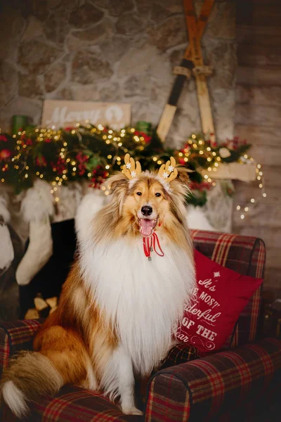 Όμορφο Σκυλί Στο Εσωτερικό Των Χριστουγέννων Τραχύ Κόλι Σκυλί Στο — Φωτογραφία Αρχείου