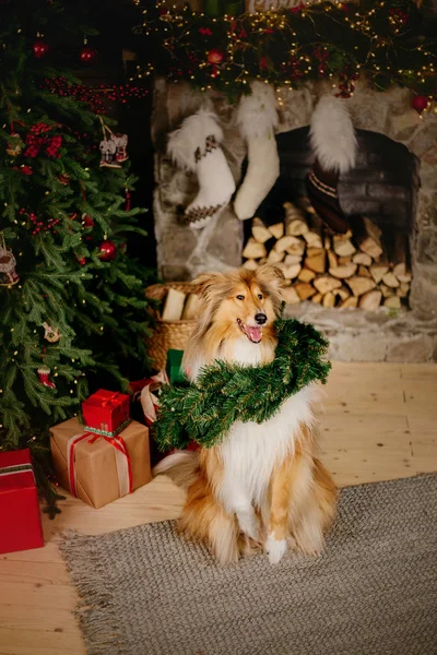 Cão Bonito Interior Natal Cão Rough Collie Casa Natal Ano — Fotografia de Stock