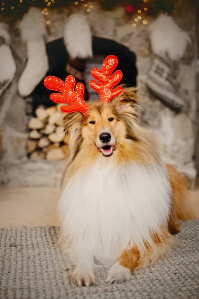 Beau Chien Intérieur Noël Chien Rough Collie Maison Noël Nouvel — Photo