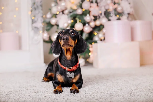 Dachshund Chien Dans Décoration Noël — Photo