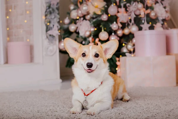 Walijski Corgi Psa Rasy Boże Narodzenie Pokój Dekoracje — Zdjęcie stockowe