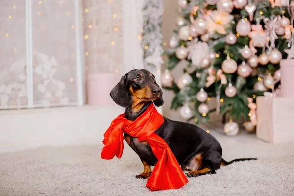 Dachshund Dog Christmas Decoration — Stock Photo, Image