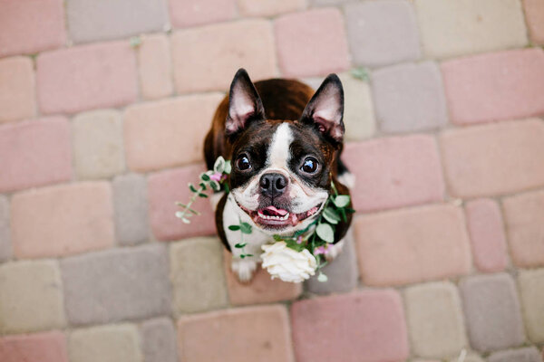 Бостонский терьер в ошейнике из цветов
