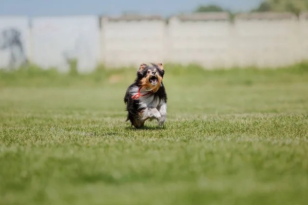 Dog running. Dog catches a flying disc. Dog sport