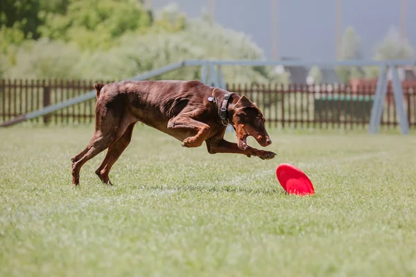 Dog running. Dog catches a flying disc. Dog sport