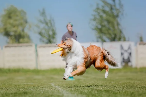 狗抓住了一张飞碟 狗运动 — 图库照片