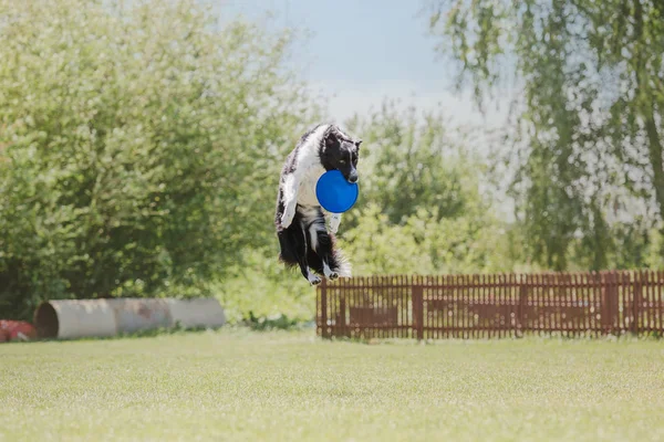 Σκύλος Τρέχει Σκύλος Πιάνει Έναν Ιπτάμενο Δίσκο Κυναθλητισμού — Φωτογραφία Αρχείου