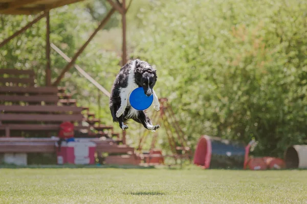 Dog running. Dog catches a flying disc. Dog sport