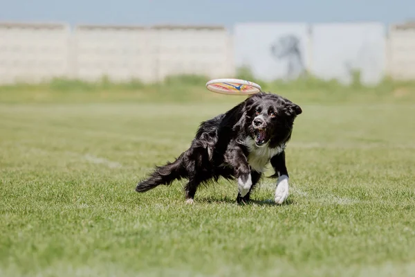 Dog running. Dog catches a flying disc. Dog sport