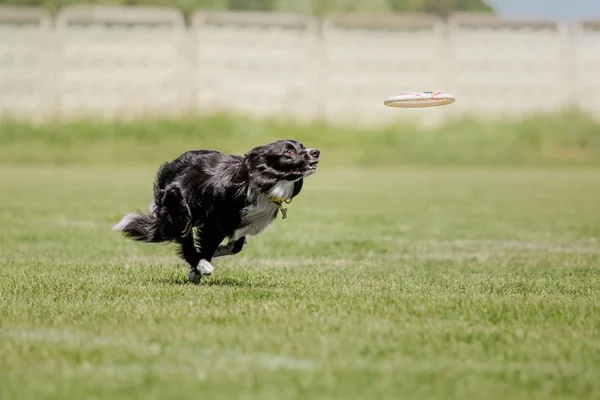 Hund Som Kör Hund Fångar Flygande Skiva Hund Sport — Stockfoto