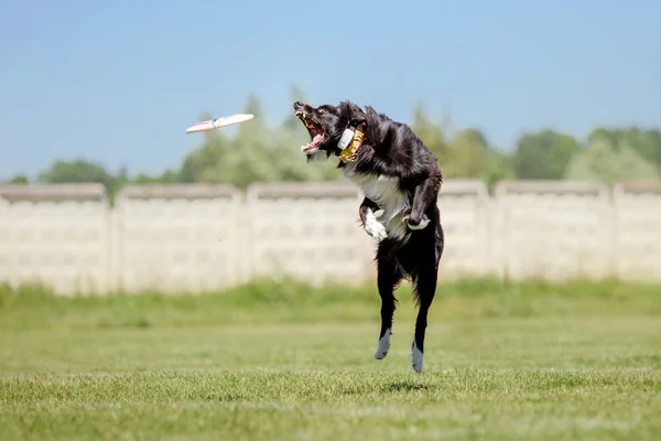 Dog running. Dog catches a flying disc. Dog sport