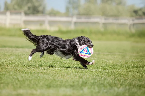 Dog running. Dog catches a flying disc. Dog sport