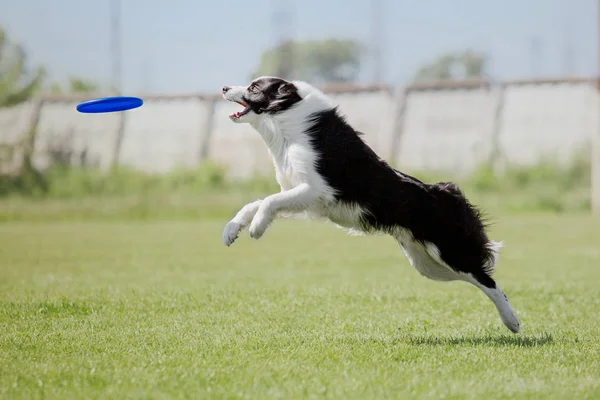 Hunderennen Hund Fängt Eine Fliegende Scheibe Hundesport — Stockfoto