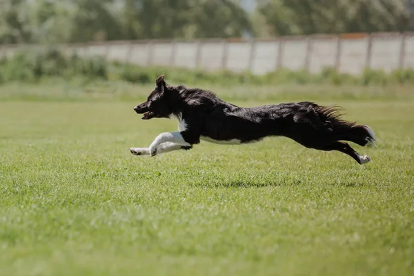 Dog running. Dog catches a flying disc. Dog sport