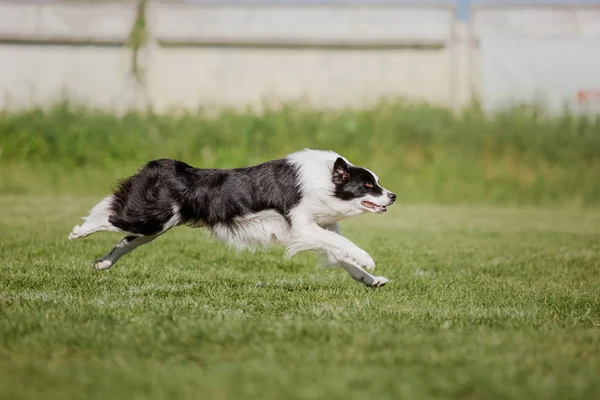 Perro Corriendo Perro Atrapa Disco Volador Deporte Perro — Foto de Stock