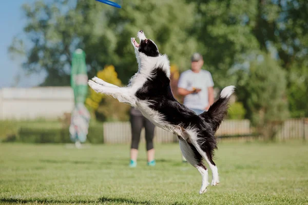 狗抓住了一张飞碟 狗运动 — 图库照片