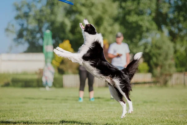 Çalışan köpek. Köpek uçan bir disk yakalar. Köpek spor