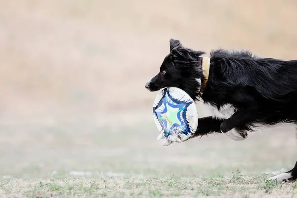 Dog running. Dog catches a flying disc. Dog sport