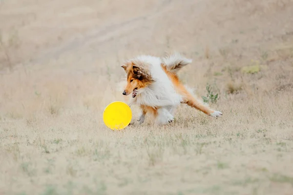 Dog Running Dog Catches Flying Disc Dog Sport — Stock Photo, Image