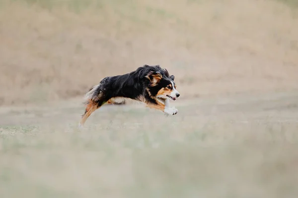 Dog running. Dog catches a flying disc. Dog sport